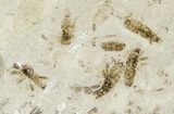 Fossil Insect Cluster - Green River Formation, Utah #109125-1